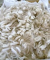 Alpaca fleece