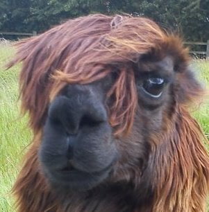 An alpaca