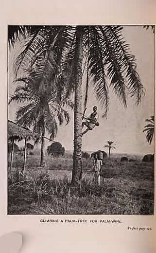 Harvesting for palm wine