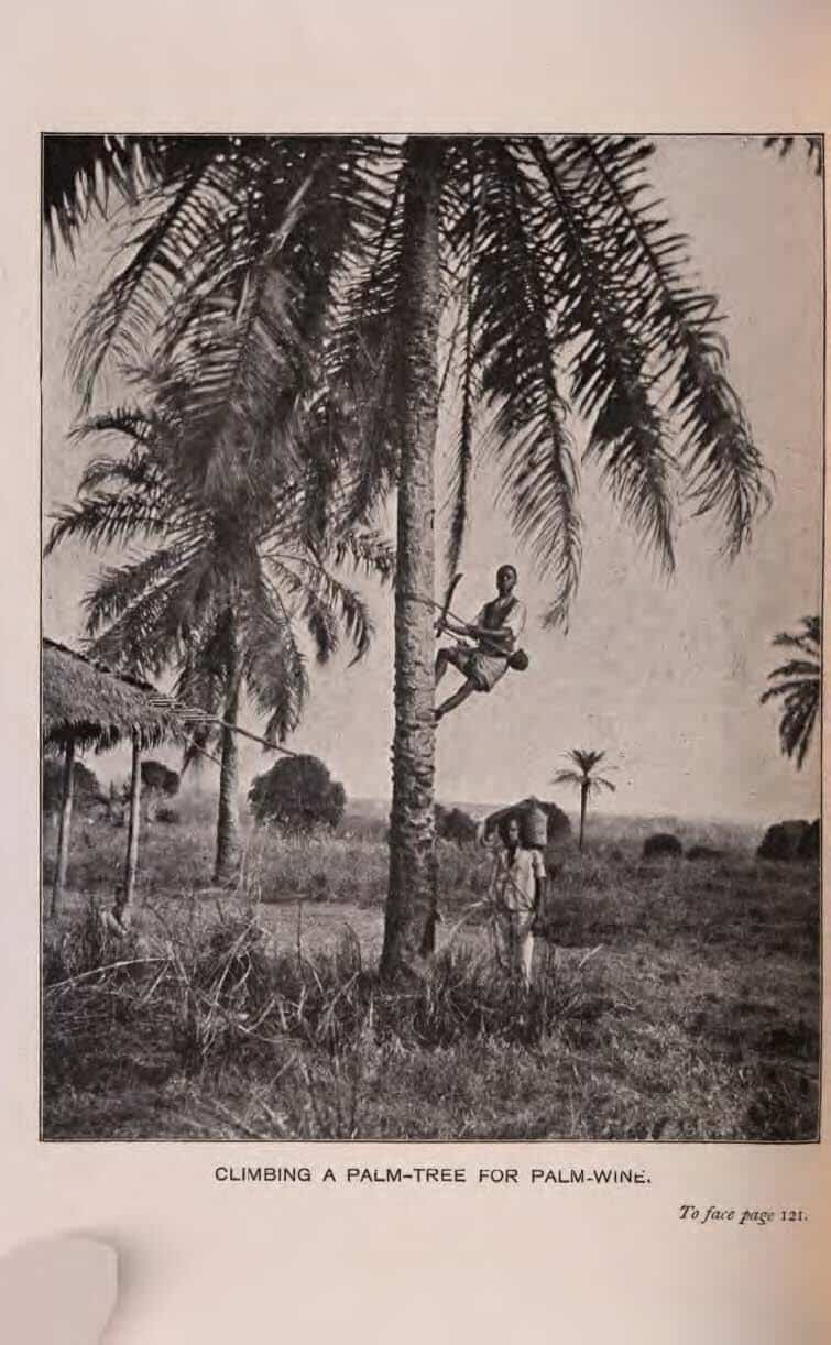 Harvesting for palm wine